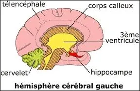 Qui se charge de l'enregistrement dans la mémoire à long terme ?