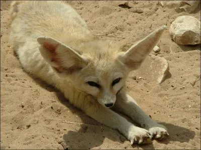 Connu sous le nom de renard des sables, vulpes zerda se trouve principalement dans le dsert du Sahara et est la plus petite espce de canid du monde :