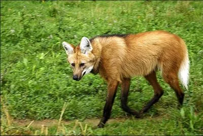 Chrysocyon brachyurus est originaire d'Amrique du Sud et est l'un des mammifres les plus connus de ce continent :