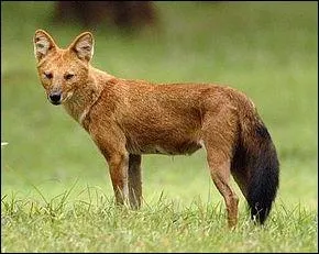 Cuon alpinus, plus connu sous le nom de  chien sauvage d'Asie , est une espce endmique d'Asie centrale et orientale. Il vit en groupe jusqu' 40 individus :