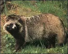 Originaire d'Asie, il est connu sous le nom japonais de  tanuki . On le retrouve galement en Europe de l'Est depuis son introduction entre 1928 et 1955 :