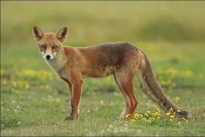 Vulpes vulpes se retrouve essentiellement dans l'hmisphre nord :