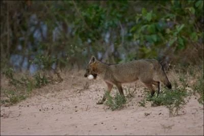 Cerdocyon thous vit en Amrique du Sud et est l'unique espce encore vivante du genre cerdocyon :