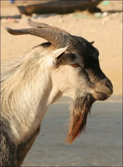 Si vous leur tirez sur la barbichette, je ne suis pas certain qu'ils vous pondront des oeufs, par contre ils pourraient bien vous chanter  Gimme All Your Lovin  !