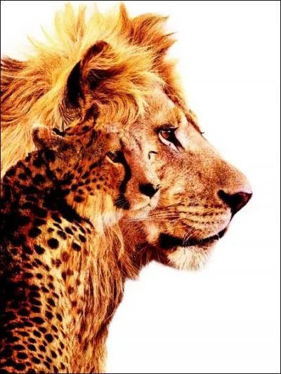 Ce documentaire produit par Disney nous montre le destin de deux familles d'animaux de la savane. Quel est son titre ?