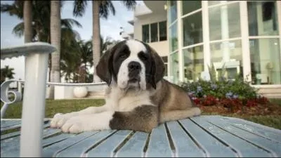 Comment s'appelle le chien des anges ?