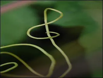 Vous trouverez plutt cette figure, ... , excute sur ...