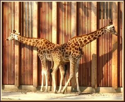 O donner de la tte ? Combien de pattes comptez-vous ?