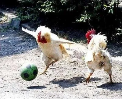 Belle action pour ce coq footballeur. Quelle action de jeu mne-t-il ?