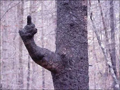 Quand la nature imite les humains ! Cet arbre :