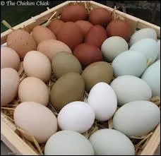 Connaissez-vous les oeufs brayons, recette normande : Omelette  la crme frache, cuite au bain-marie, place sur toasts beurrs, avec sauce crme et herbes. Mais le plus, c'est ?