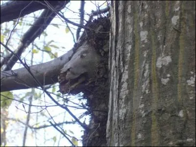 Quand les ... jouent  cache-cache.