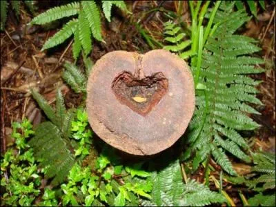 Des fougres et un cur. Si cette espce tait xrophile, quel avantage aurait-elle ?