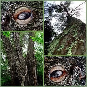 O taille-t-on un arbre afin que cela assure la prennit de la branche et son dveloppement ?