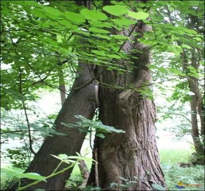 Avez-vous une me ? Dans la nature, il existe aussi :