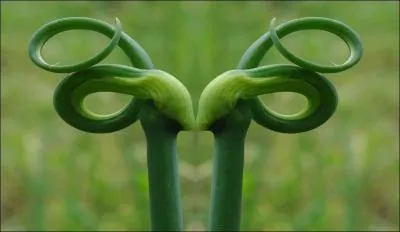 Qui a dit :  Nature peut tout et fait tout  ?