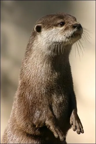 Quel est cet animal ?