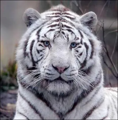 Quel est cet animal ?