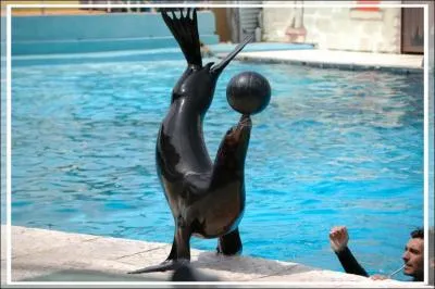 Quel est cet animal ?