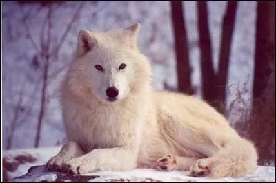 Quel est cet animal ?