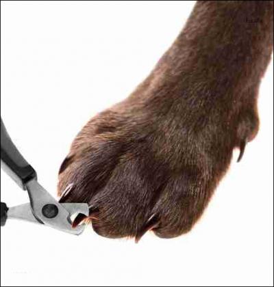 Combien d'ongles a le chien ?