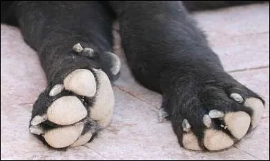 Combien de coussinets a le chien ?