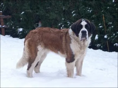 Quelle est la race de ce chien ?