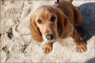 Quelle est la race de ce chien ?