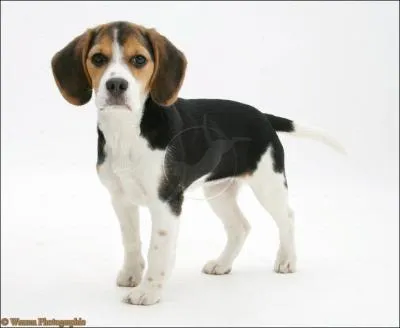 Ce chien est -il un chien de chasse ?