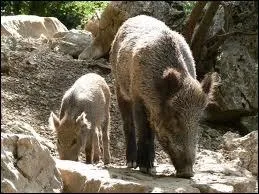 Quelle est sa taille ?