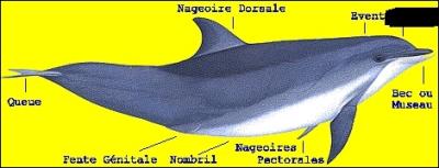 Au-dessus de la mchoire suprieure du dauphin se trouve une bosse frontale. Comment appelle-t-on cette masse graisseuse ?