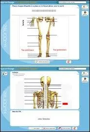 Le squelette d'un tre humain en fin de vie compte 206 os mais, un bb a plus d'os qu'un adulte : environ 270.