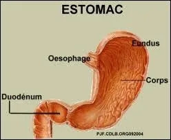 Certains animaux possdent un estomac en plusieurs parties, ainsi l'estomac du rat est compos :