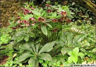 Cette hellbore (cf. photo), plante vivace au feuillage persistant originaire des rgions mditerranennes d'Europe et de l'ouest de la Chine, est plus connue sous le nom de :