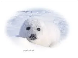  sa naissance, le phoque capuchon pse +/- 24 kg et mesure 1 m de long. A la fin de la priode d'allaitement, sa taille et son poids auront doubl. A votre avis, combien de temps dure l'allaitement ?