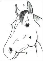 Comment s'appelle la partie 3 de la tte ?