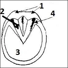 Comment s'appelle la partie 2 du sabot du cheval ?