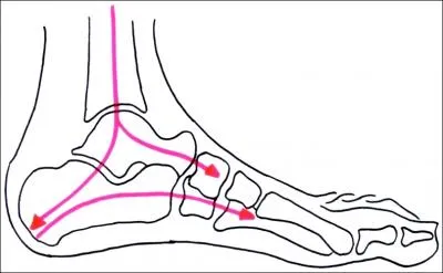 Le pied est compos de 3 parties : le tarse, les phalanges et...