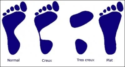 Parmi ces artres laquelle irrigue directement le pied ?