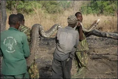 Comment ces homme s'y sont-ils pris pour capturer le python selon une technique ancestrale ?