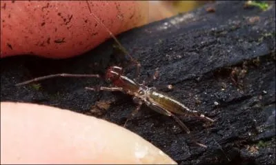 Une fois verses, servent alors de garantie pour la mise en route !