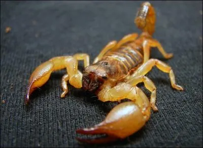 Vaporeux, fin et transparent !