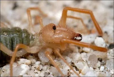 C'est le plus grand, le plus charmant, le plus lgant, avec ses gants, ou bien sans gants, l'...