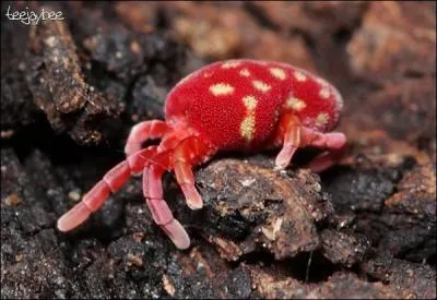 Langue afro-asiatique originaire du centre de la Syrie !