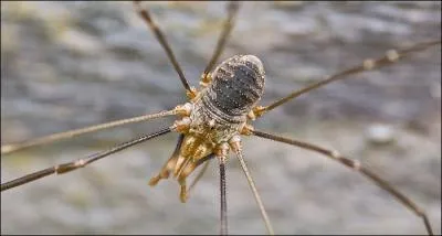 Ce mot devrait normalement vous faire sourciller !