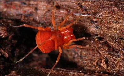 Il peut reprsenter votre idal et vous servir de modle !