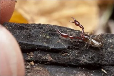 C'est ainsi qu'on l'appelle, au dbut, lors de son apprentissage !