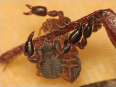 Associ  des vieilles dentelles, il fait passer le got du pain !