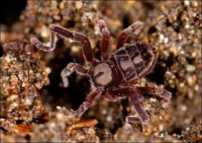 Il peut ruer dans les brancards ou se le faire botter !