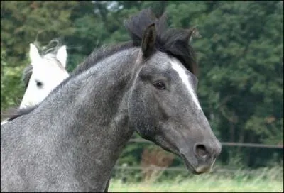 Quelle est cette robe ?